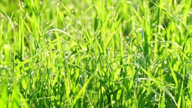 美丽的背景，<strong>绿色</strong>的夏季草与露水在日出。 沉稳<strong>清新</strong>，干净生态.. 4K